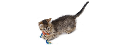 Petstages Catnip Dental Health Chew