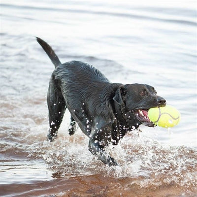 Kong Airdog Football Geel