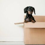 A beginner's guide to a pet supplies online store